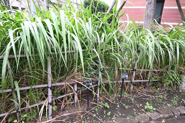 自由通路脇に植えられた荻