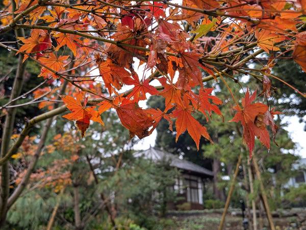 開園前の荻外荘公園。晩秋には燃えるように赤く色づいた木々も見られた（撮影：2024年11月15日）