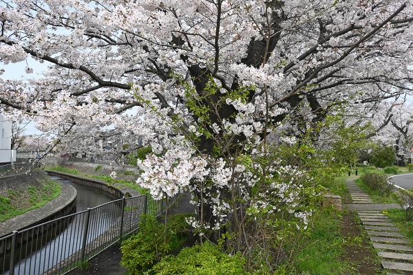 細長い緑地を散策しながら、あちこちに咲く花を楽しめる