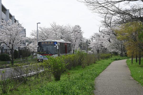 緑地の向かい側にある桜並木も美しい