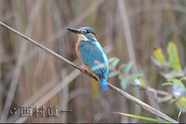 下見の時に発見した雄のカワセミ（撮影：2024年11月9日、西村眞一氏）