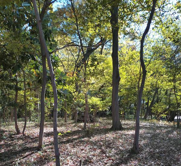 三井の森公園は区内で最も大きな樹林地の一つ