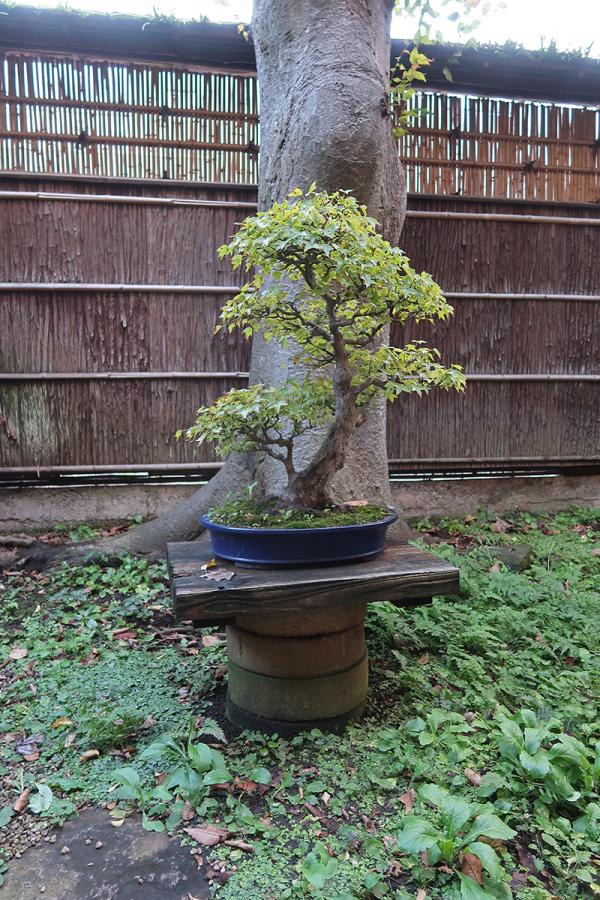 中庭で花鉢台として使われる石臼