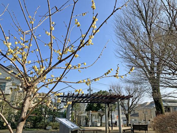 与謝野晶子・寛（鉄幹）夫妻の住居跡を整備した杉並区立与謝野公園