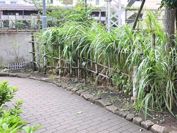 自由通路脇に植えられた荻