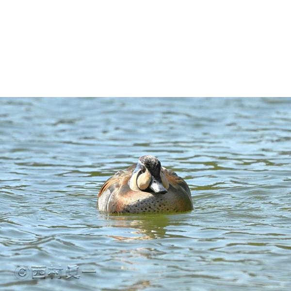 トモエガモの雄。３月、善福寺公園上池で撮影　