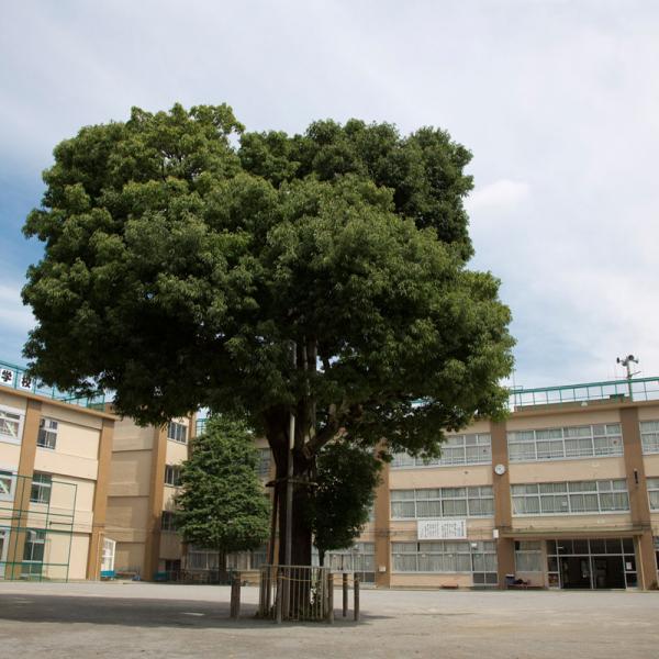 杉並第六小学校のかしの大木