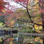 池の水面に紅葉が映える