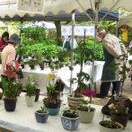 展示される野草鉢が約400。会員が持ち寄る（写真提供：杉並野草の会）