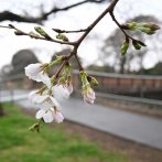 相生橋付近。いくつかの木が、少しずつ咲き始めてきた（撮影：2026年３月20日 金曜日)