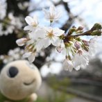 相生橋付近（撮影：2026年３月23日 月曜日)