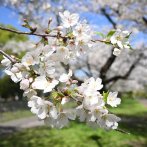 相生橋付近（撮影：2026年４月３日 金曜日)