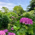 桜のほかに６月にはアジサイも楽しめる