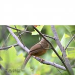 ガビチョウの後ろ姿。８月、善福寺公園下池で撮影