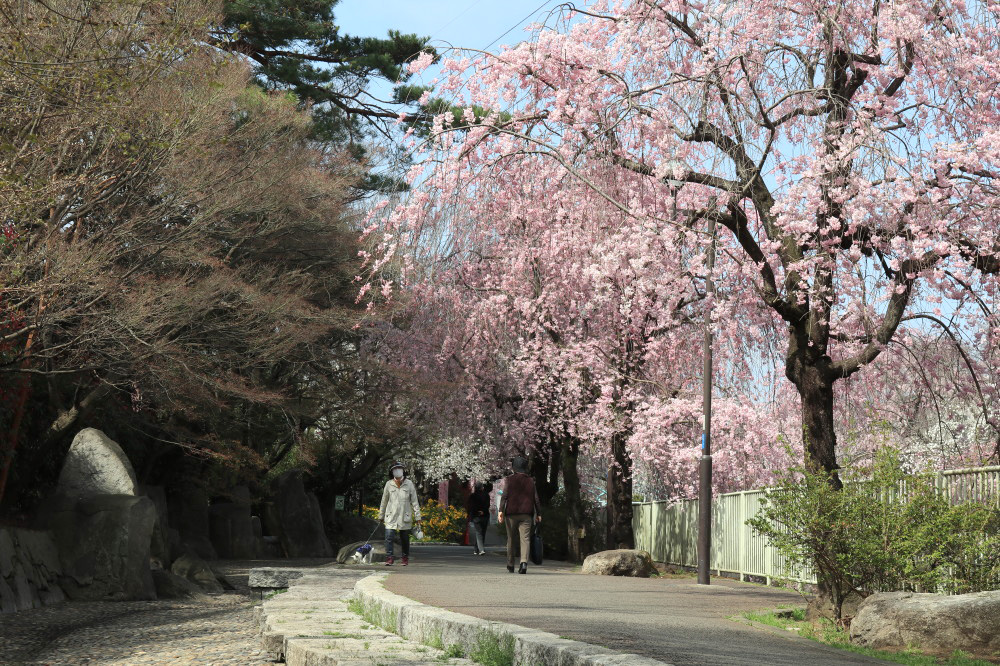 春は川沿いに枝垂れ桜やソメイヨシノが咲く