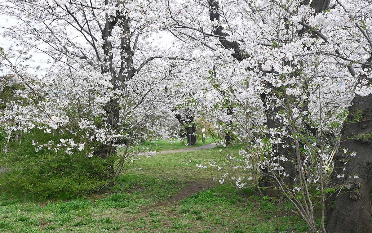 低い位置の枝にも花が咲くので、視界が桜一色に