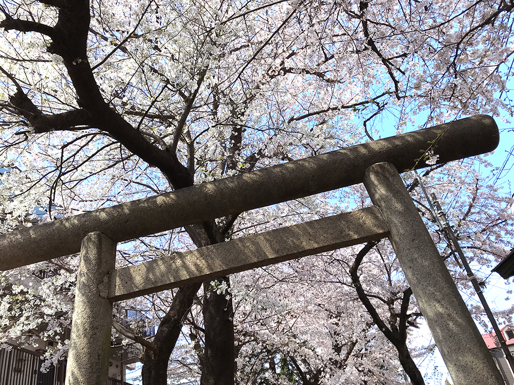 参道の桜並木がトンネルを作る