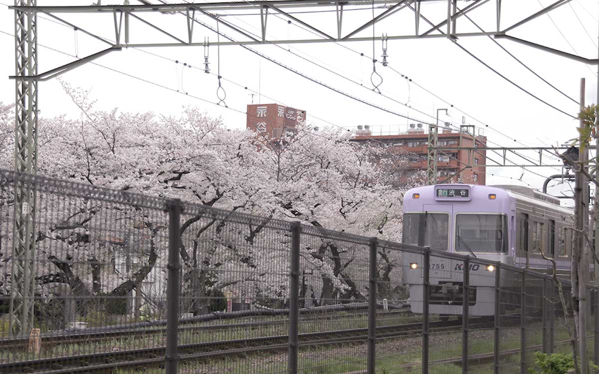 線路を挟んで反対側の神田川の桜並木も楽しめる