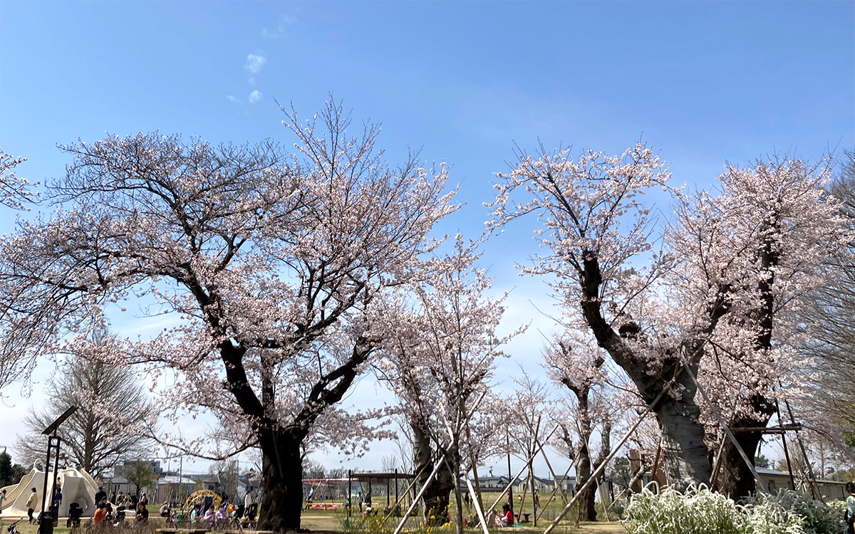 遊具広場周辺の桜の木々（撮影：2022年３月28日）