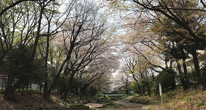 お花見ポイント 区立玉川上水第二公園 第三公園 すぎなみ学倶楽部