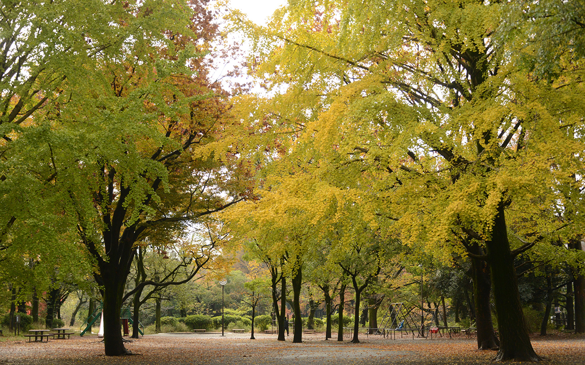 下の池の紅葉（撮影：2024年11月27日）