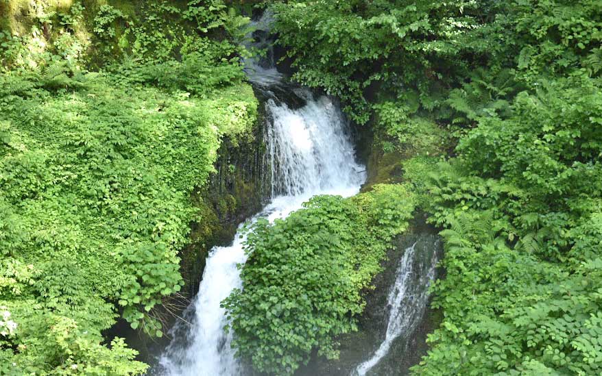 箱島湧水（はこしまゆうすい）。樹齢約400年の大杉の根元からの湧水は日量３万ｔ