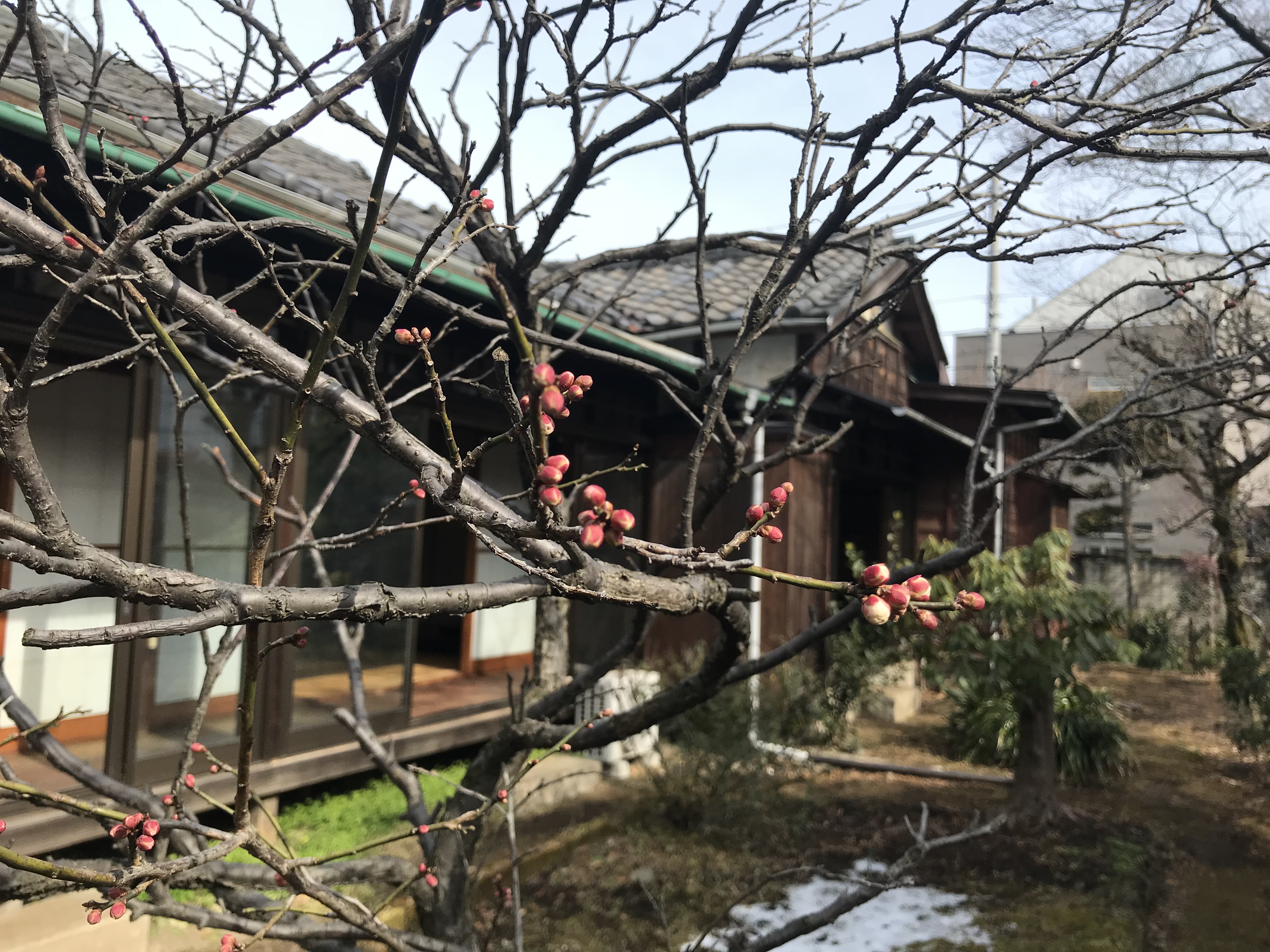取り壊し直前の荻窪分譲住宅。梅が開花しようとしていた（撮影：2022年２月12日）