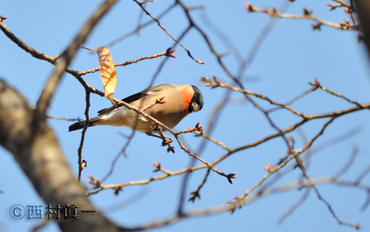 ウソの雄。12月、都立善福寺公園下池で撮影