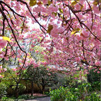 画像:これから楽しめる<br> あでやかな八重桜