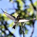 画像:杉並区内で見られる秋の野鳥たち